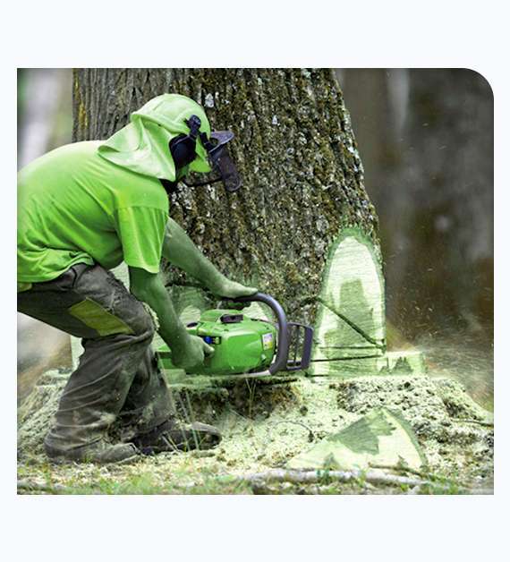 Tree Removal in Laguna Niguel