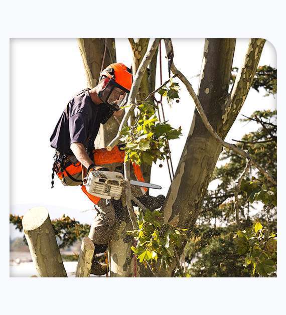 Tree Trimming in Irvine