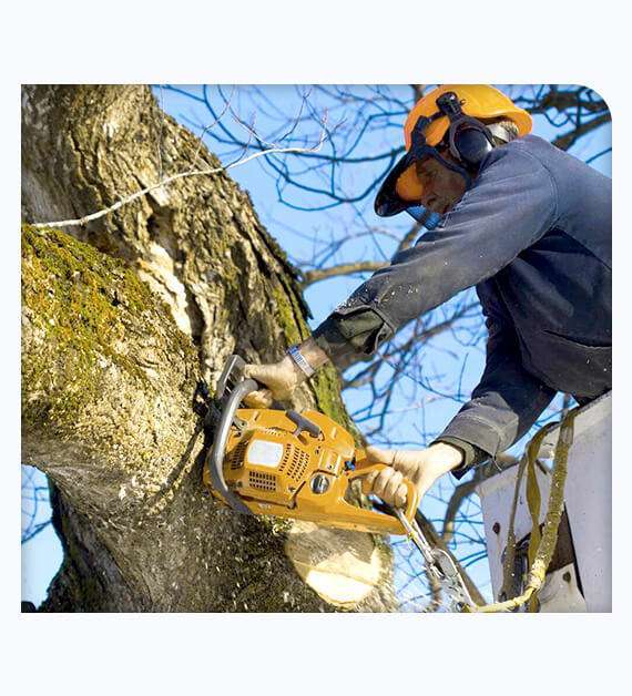 Tree Trimming Services in Temecula