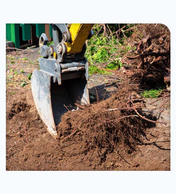 Tree & stump removal services