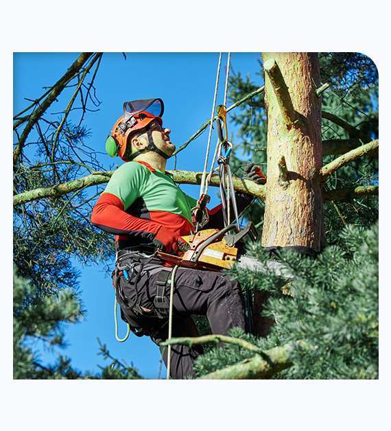 Tree Trimming Services in San Diego