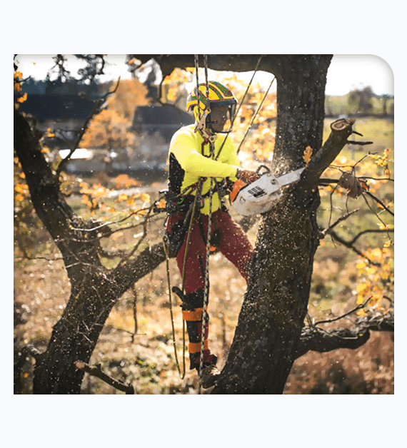 Emergency Tree Services in San Diego