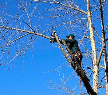 Tree Pruning Service in San Diego