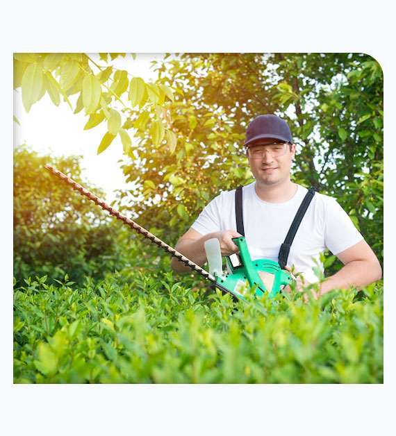 Tree Trimming Service Anaheim