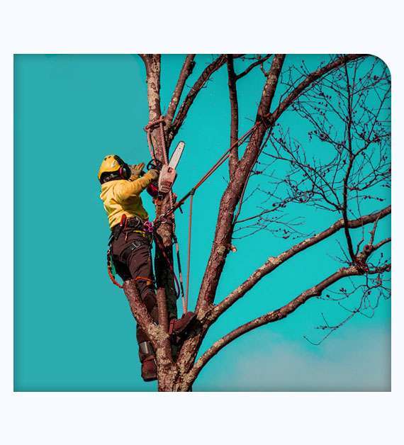 tree trimming in San Clemente