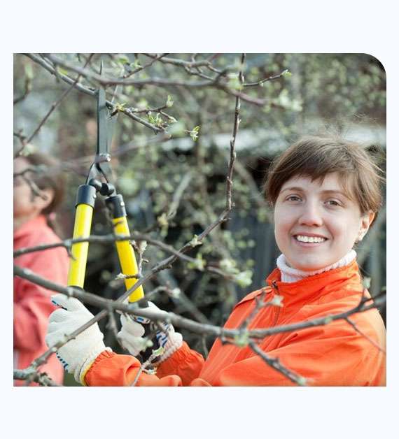 Tree Lacing And Shaping Services in San Diego