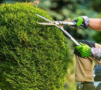 Tree Trimming