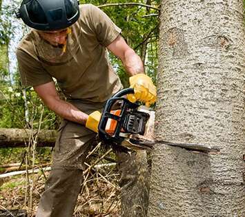 Tree Removal in San Diego