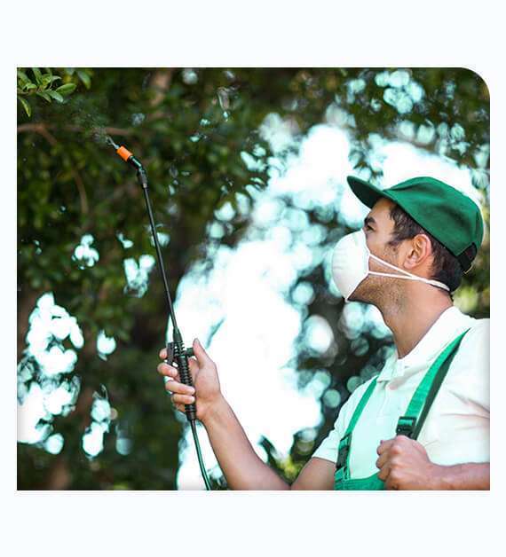 Effective Pest Control in Orange County Tree Doctor USA