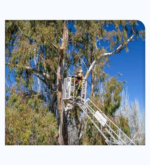 Arboricultural consultant in Los Angeles