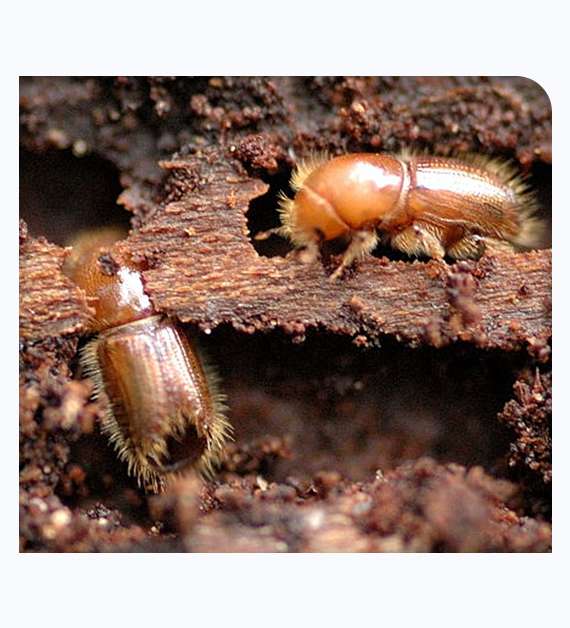 Wood boring beetles treatment