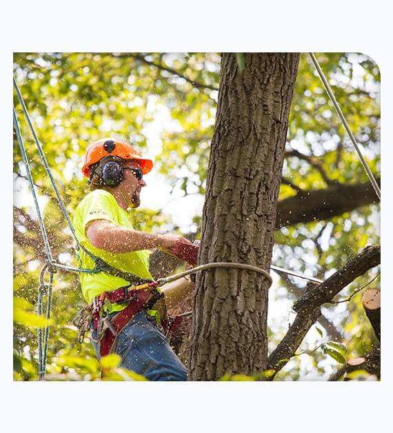 Tree Removal in Santa Ana