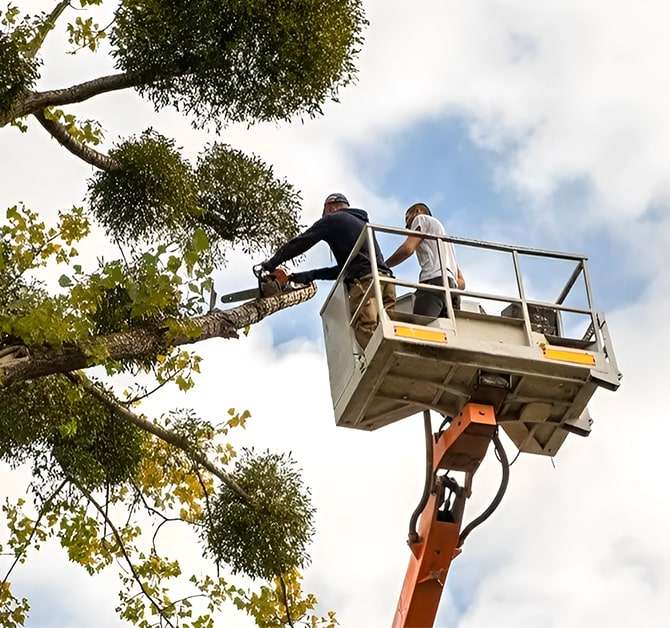 Tree Removal in Westminster