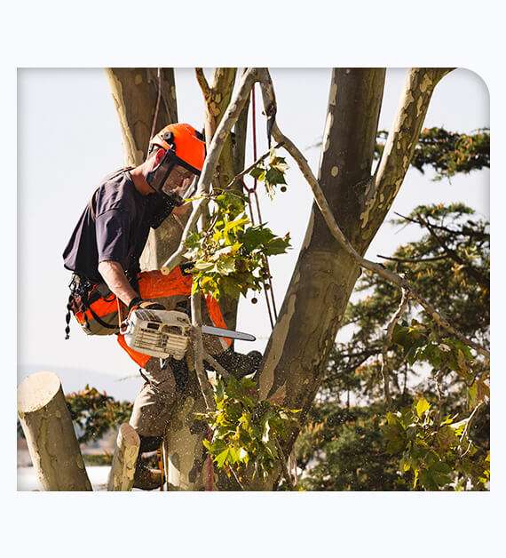 tree trimming in Santa Ana