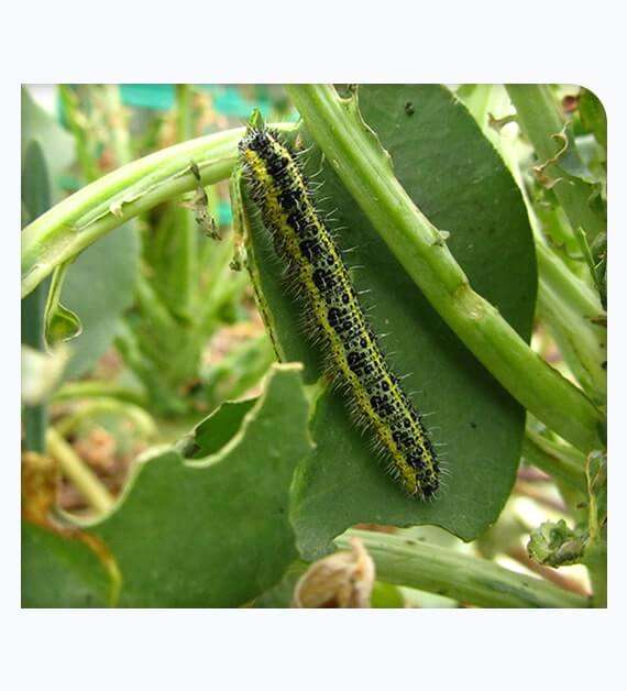 Caterpillar Pest Control in Orange County