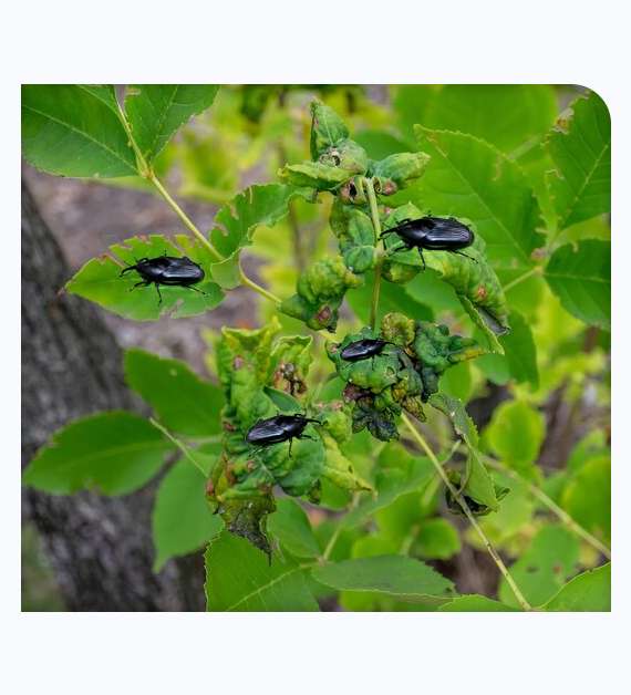 South American Palm Weevil Treatment in Orange County