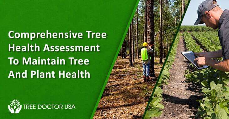 tree health assessment