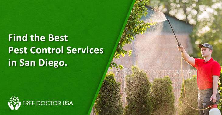 Best Tree Pest Control Service