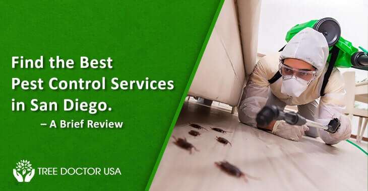 Pest Control Services In San Diego