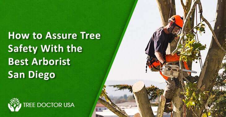 Arborists San Diego