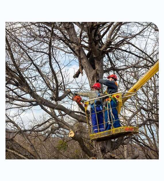 Tree Service in Yorba Linda