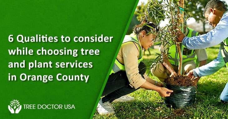 Tree & Plant Services Orange County