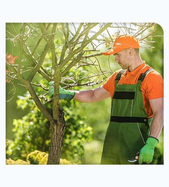 Tree Care Services In Laguna Beach