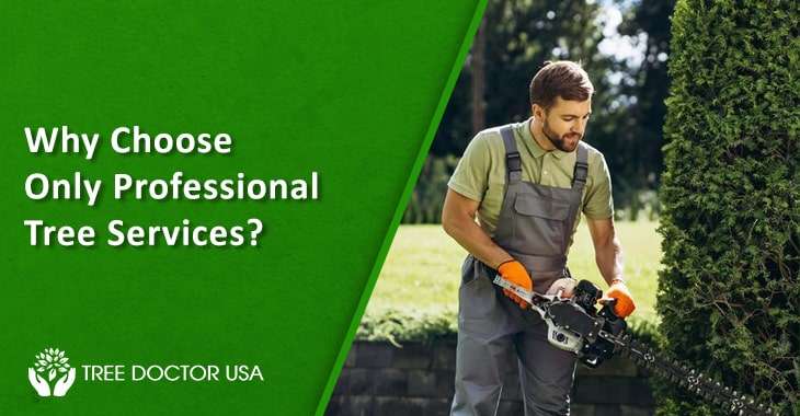 professional tree services