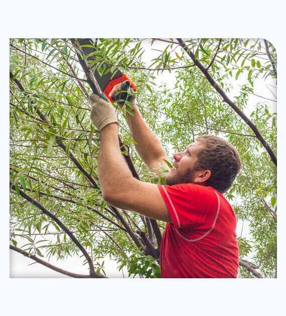 Tree Care Services