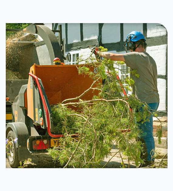 Tree Care Services Valley Center