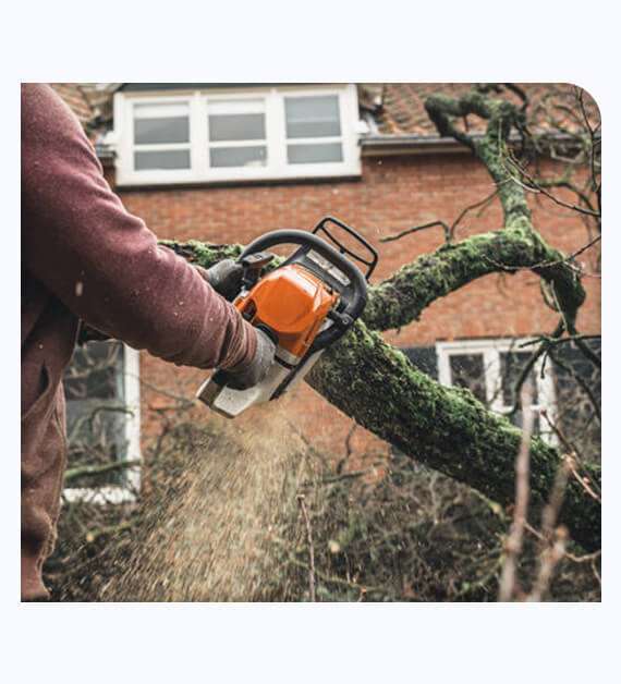 Tree Services in Irvine