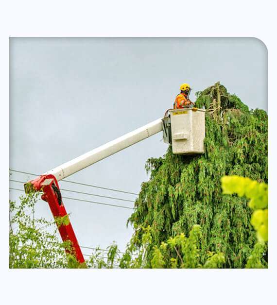 tree services in Mission Viejo
