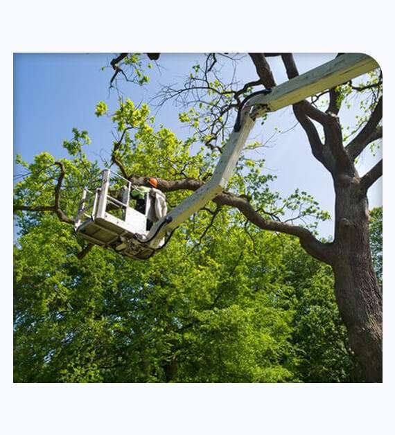 Tree service Orange