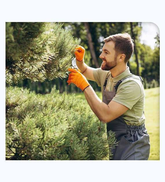 Tree Care Alpine