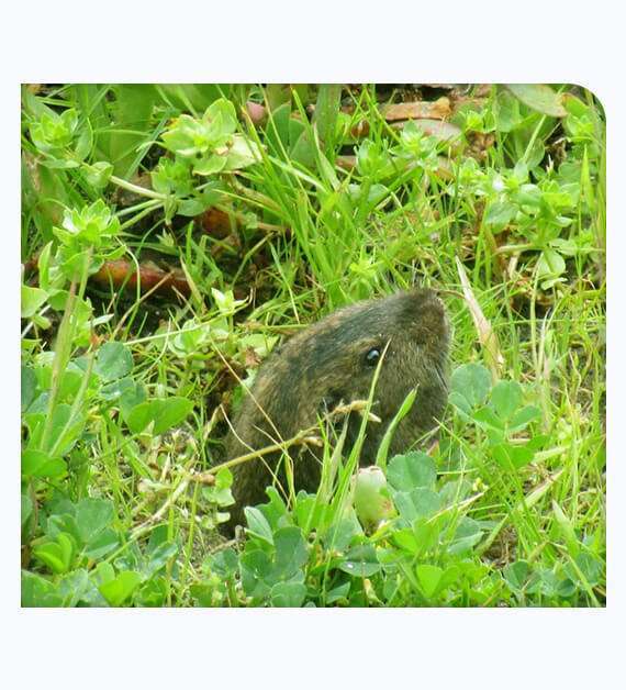 gopher control in San Diego