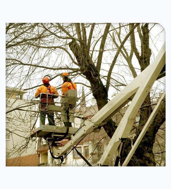 Tree Removal Nashville