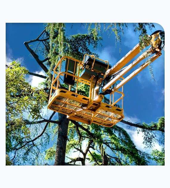 tree removal in Knoxville, TN