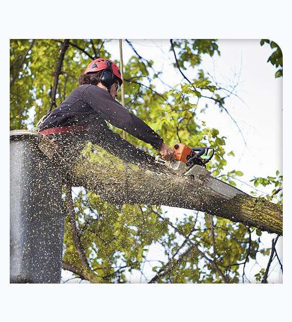 Tree Services in Orange County
