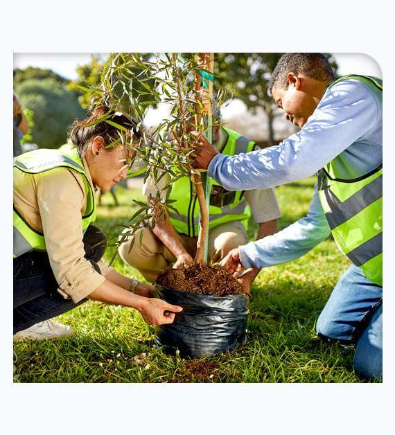 tree service in Brea