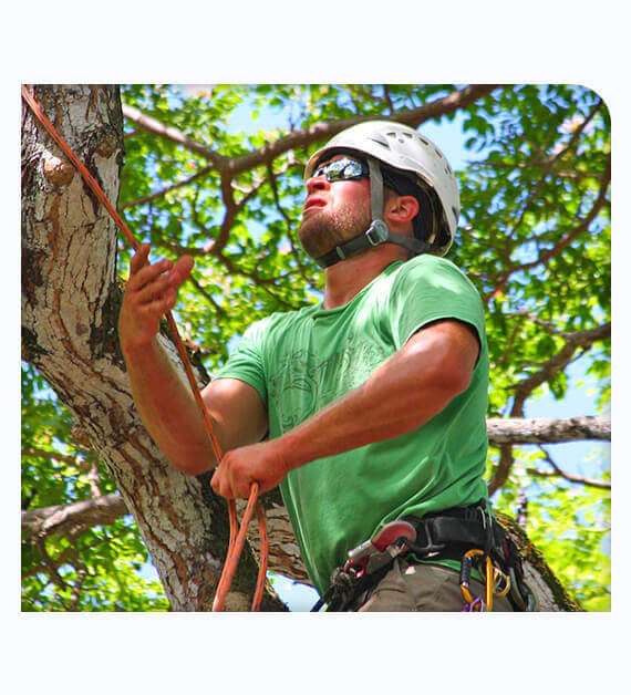 Tree Services