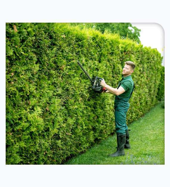 tree trimmers in Orange County