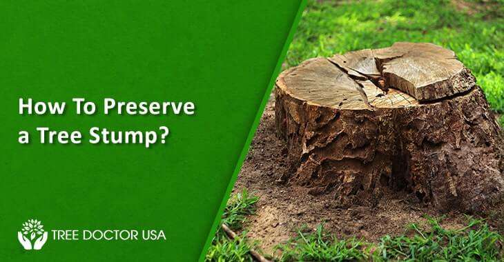 Tree Stump Preservation