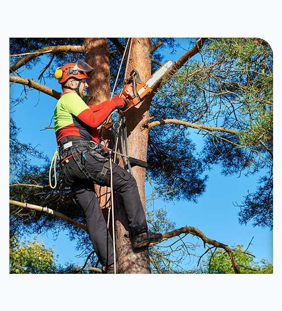 tree service imperial beach