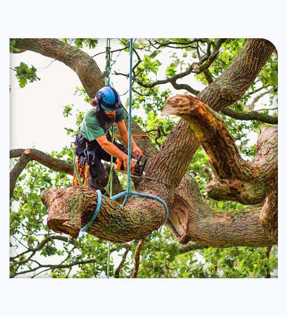 tree removal in Orange County