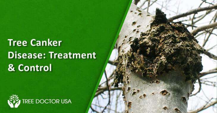 Canker Tree Disease Treatment