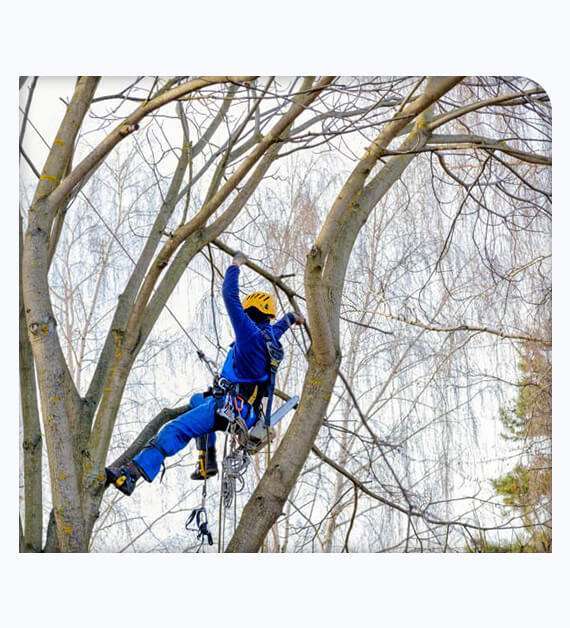 Tree Services in Knoxville