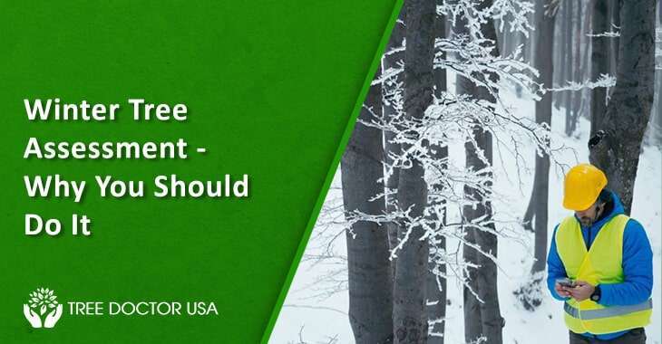 tree health assessment