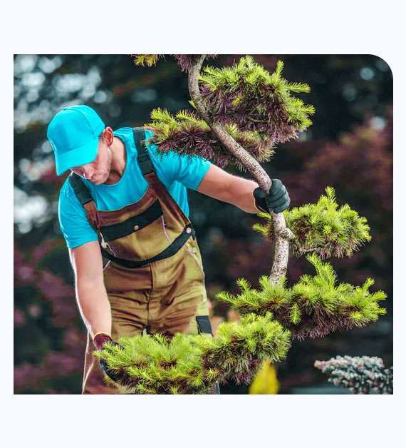 tree services in Lemon Grove