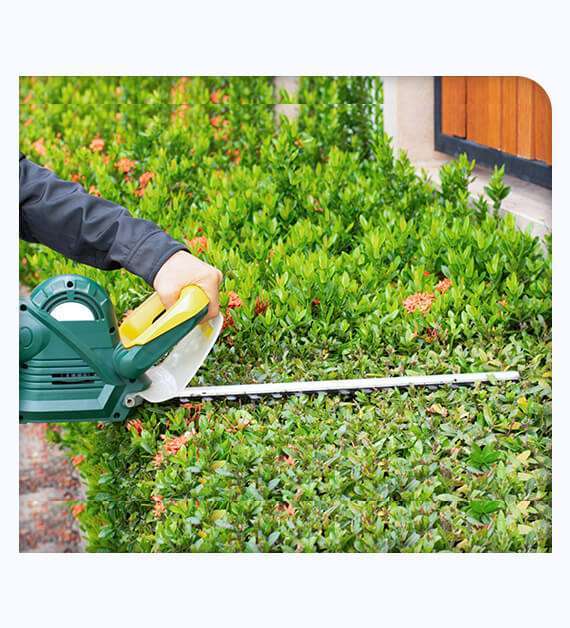 Tree Trimming Knoxville