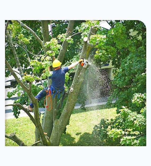 Tree Removal in Escondido